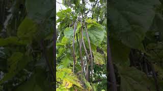 Indian bean leaf tree  leaves amp fruit  pods  September 2024 [upl. by Anifesoj]