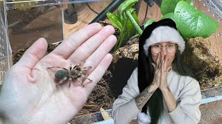 Brush BITING TARANTULAS Get Rehoused RARE Brazilian Blue Tarantula GIANT White Knee amp More [upl. by Bertina]