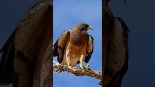 A bird of prey ：Swainsons Hawk Buteo swainsoni birds prey swainsonshawk [upl. by Llesram691]