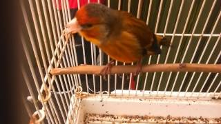 Gold finch mule 90 finch song [upl. by Malda]