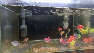 Relaxing Aquarium Fish Tank Sounds no music [upl. by Hengel124]