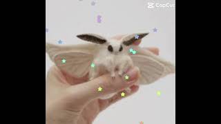 Poodle moth [upl. by Adnir]