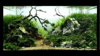 SuperWens 2012 Aquascape  Gothic Green [upl. by Airbmac893]