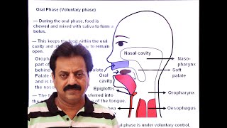 First Year  Chapter 12  Nutrition  Part 18  Swallowing  Deglutition [upl. by Schaaff]