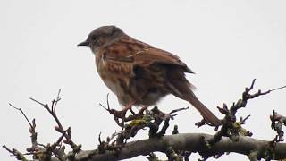 PĹ‚ochacz pokrzywnica pokrzywnica Prunella modularis  dunnock [upl. by Weatherby]