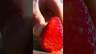 fruit naturallifeb naturalclips naturelife fruitcutting food [upl. by Careaga]