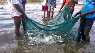 traditional net fishing in river tamilnadu fishermen [upl. by Afatsuom]