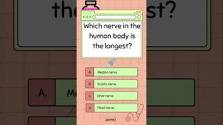 🧍 Discover the Longest Nerve in Your Body—Do You Know It mededtrivia biology quiz smarttrivia [upl. by Lochner725]