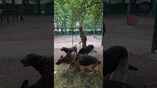 Wow so many huge dogs German Shepherds East European Shepherds Labradors And another cat [upl. by Yziar119]