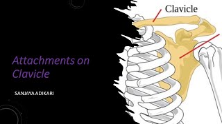 Attachments on clavicle [upl. by Imoian475]