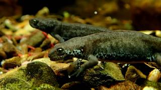 Alpine Newts Feeding  BergmolchFütterung Ichthyosaura alpestris inexpectata [upl. by Stalk]