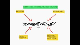 CORSO DI BIOLOGIA CELLULARE 2  LEZIONE 11  APOPTOSI [upl. by Kra]