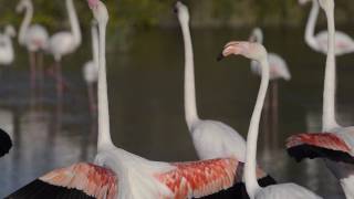 Flamants rose de Camargue [upl. by Wahs]