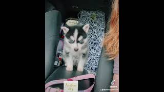 Pomsky teacup Pomsky minipomsky micropomsky pomski pomskypuppy pomskypuppyforsale minihusky husky [upl. by Vilhelmina]