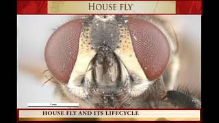 HOUSE FLY and its LIFE CYCLE [upl. by Lilak]