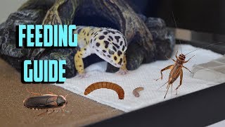 What to FEED your LEOPARD GECKO Gecko feeding guide [upl. by Atalie526]