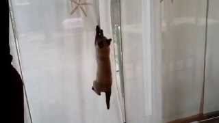 CAT DESTROYING CURTAINS  VERY FUNNY [upl. by Ludovico]