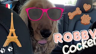 🐶 Travelling in France 🐾 Dogs reaction to a horse and donkey 🐕 English Cocker Spaniel  Robby [upl. by Ahsahs]