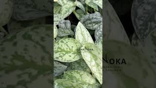 Scindapsus Silver Lady  OKANOKACOM  Selling Tropical Plants amp Houseplants [upl. by Philipps]