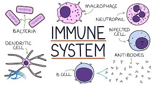 The immune system explained [upl. by Atinauj413]