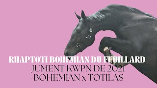 RHAPTOTI BOHEMIAN DU FEUILLARD  Jument KWPN de 2021 par BOHEMIAN x TOTILAS [upl. by Kerri720]