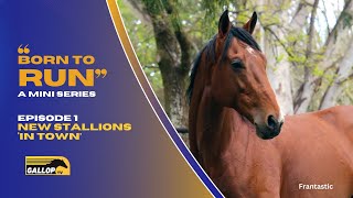 quotBORN TO RUNquot Episode 1 NEW Stallions In Town [upl. by Rubbico]