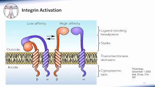 6 WBC Extravasation [upl. by Berhley168]