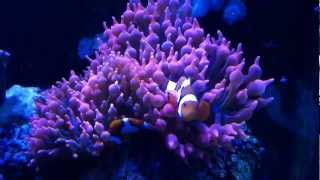 bubble tip anemone host clownfish [upl. by Dardani622]