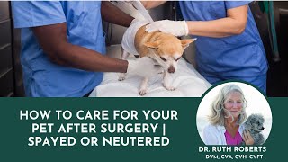 What a Vet Expert Recommends for Spaying and Neutering  After Surgery Care For Pets [upl. by Aihsatal]