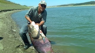 Симферопольское водохранилищеТолстолобик гигант 46кгBig tolstolobik fishingЛовля толстолоба [upl. by Yblehs]