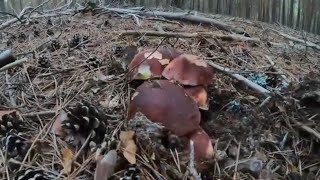 Boletus Pinicola extraordinarios También Edulis y Níscalo 2023 [upl. by Esinet763]