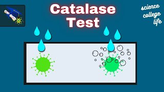 Catalase Test  Microbiology Lab [upl. by Joellyn]