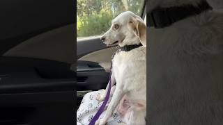 Her dog’s reaction after the vet is hilarious 😂 [upl. by Ahsienak]