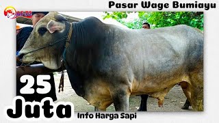 UPDATE HARGA SAPI TERBARU  PASAR WAGE BUMIAYU HARI INI  af 72 bumiayu [upl. by Lenod]