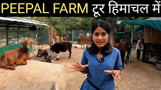 Peepal Farm Tour in Kangra Himachal  Bhayithu [upl. by Gnaoh]