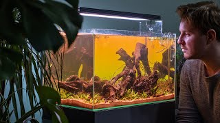 Natural Style Aquarium for Ember tetras with Tai Strietman  4K vlog [upl. by Hummel]