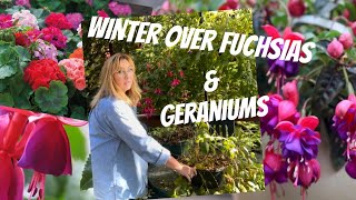 HOW TO WINTER OVER FUCHSIAS amp GERANIUMS [upl. by Htebharas]