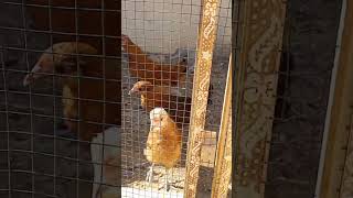 Murghi k Chozay Chicken Chick islam islamic labbaikmediamultan shorts [upl. by Enrique207]