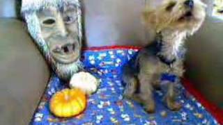 Crazy Yorkie Dog  Yorkshire Terrier on Halloween [upl. by Wilonah]