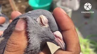 Lo bhai karo shok antic ankho me Madrasi or Panjabi jode ka shok pigeon bird ansaripigeonloft [upl. by Servetnick]