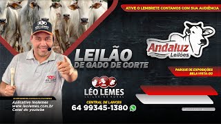 Andaluz Leilões I Léo Lemes Leilão de Gado de Corte em Goiás 25112024  Leilão Ao Vivo [upl. by Nylad56]