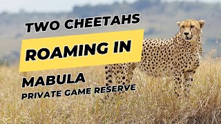 Cheetahs Roaming in Mabula Private Game Reserve  Wild Earth [upl. by Auohp443]