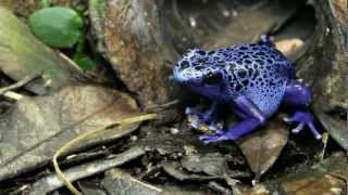 Blue Poison Frog Eating [upl. by Anet]