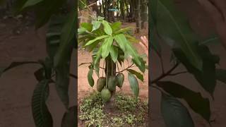 New technique of growing mango plant mangografting mango fruitfarming farming viral shorts [upl. by Jeno231]