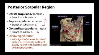 Scapular Arterial Anastomoses  M1 Learning Objectives [upl. by Hannej311]