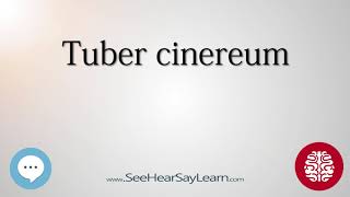 Tuber cinereum Anatomy of the Brain SeeHearSayLearn 🔊 [upl. by Wyly763]