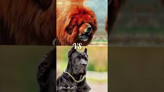 Tibetan mastiff vs Cane corso vs Kangal dog viral shorts [upl. by Gilbertson846]