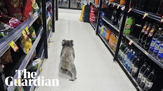 Teenage male koala escorted from supermarket in Australia [upl. by Comras]