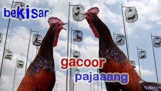 AYAM BEKISAR BERKELAS GACOOR [upl. by Hanae]