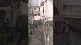 Hathi dada 😍🌿viralvideo trending video happiness [upl. by Chabot556]